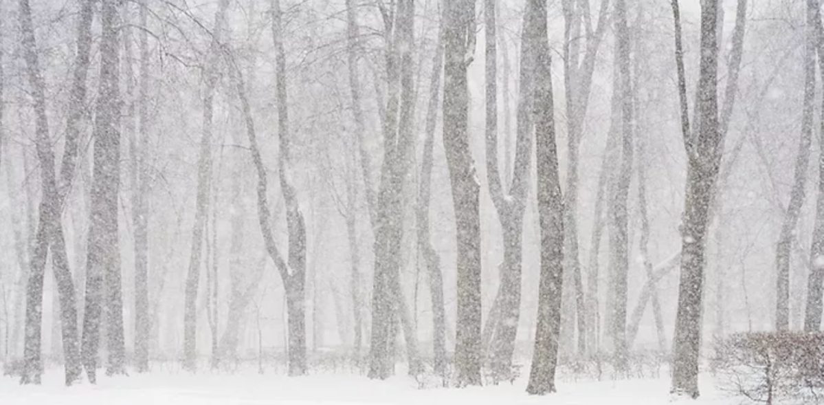 snowy woods snowmobile trail
